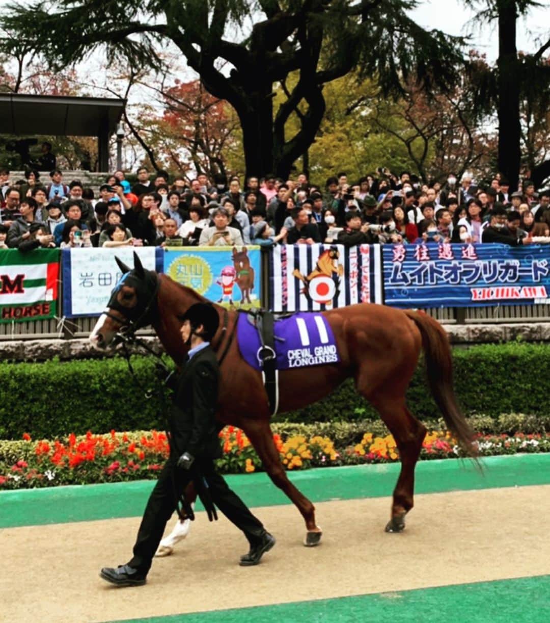 のインスタグラム：「シュヴァルグランを応援してくださった方へ‼︎🐎 結果は9着ではありましたが… ご声援本当にありがとうございました‼︎🙇🏻 残りあと1戦、応援していただけると嬉しいです‼︎🙏 #jra#競馬#ジャパンカップ#2019#スミヨン騎手 #chevalgrand  #🇯🇵 #japancup」