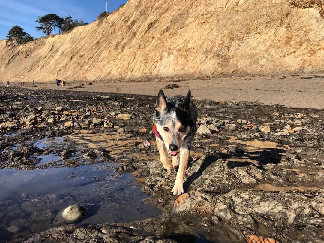 Dogs by Ginaのインスタグラム：「Ramble’n on the reef.」