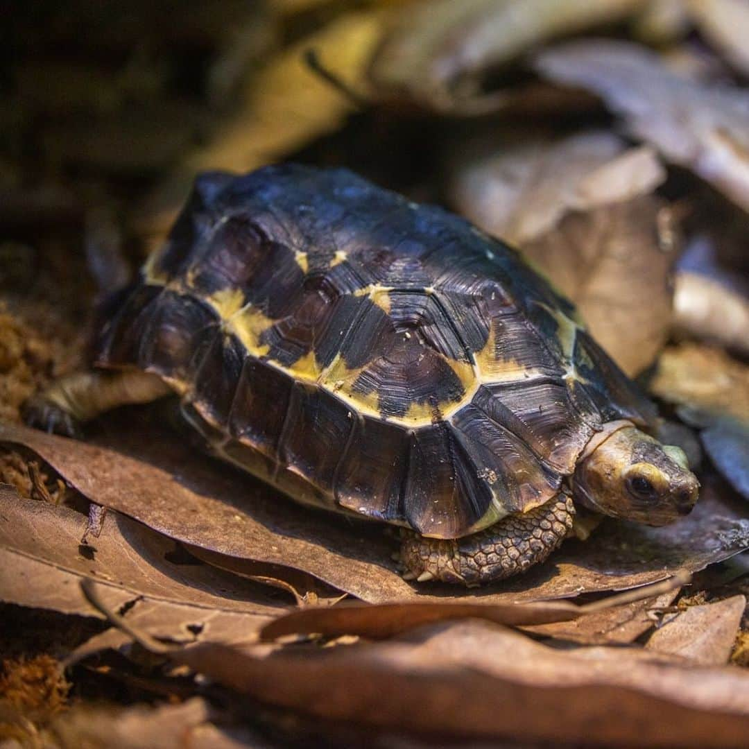 スミソニアン国立動物園さんのインスタグラム写真 - (スミソニアン国立動物園Instagram)「❤️🐢 What makes Home's hinge-back tortoises unique? Their shells! The carapace—the top part of the shell—has a hinge that allows the tortoise to close itself completely into its shell for protection. 👋 See these totally awesome tortoises at the Reptile Discovery Center! And, catch animal demonstrations every day at 11 a.m. and 3 p.m. MEET OUR ANIMALS: s.si.edu/2h3CN1W.」11月26日 0時40分 - smithsonianzoo