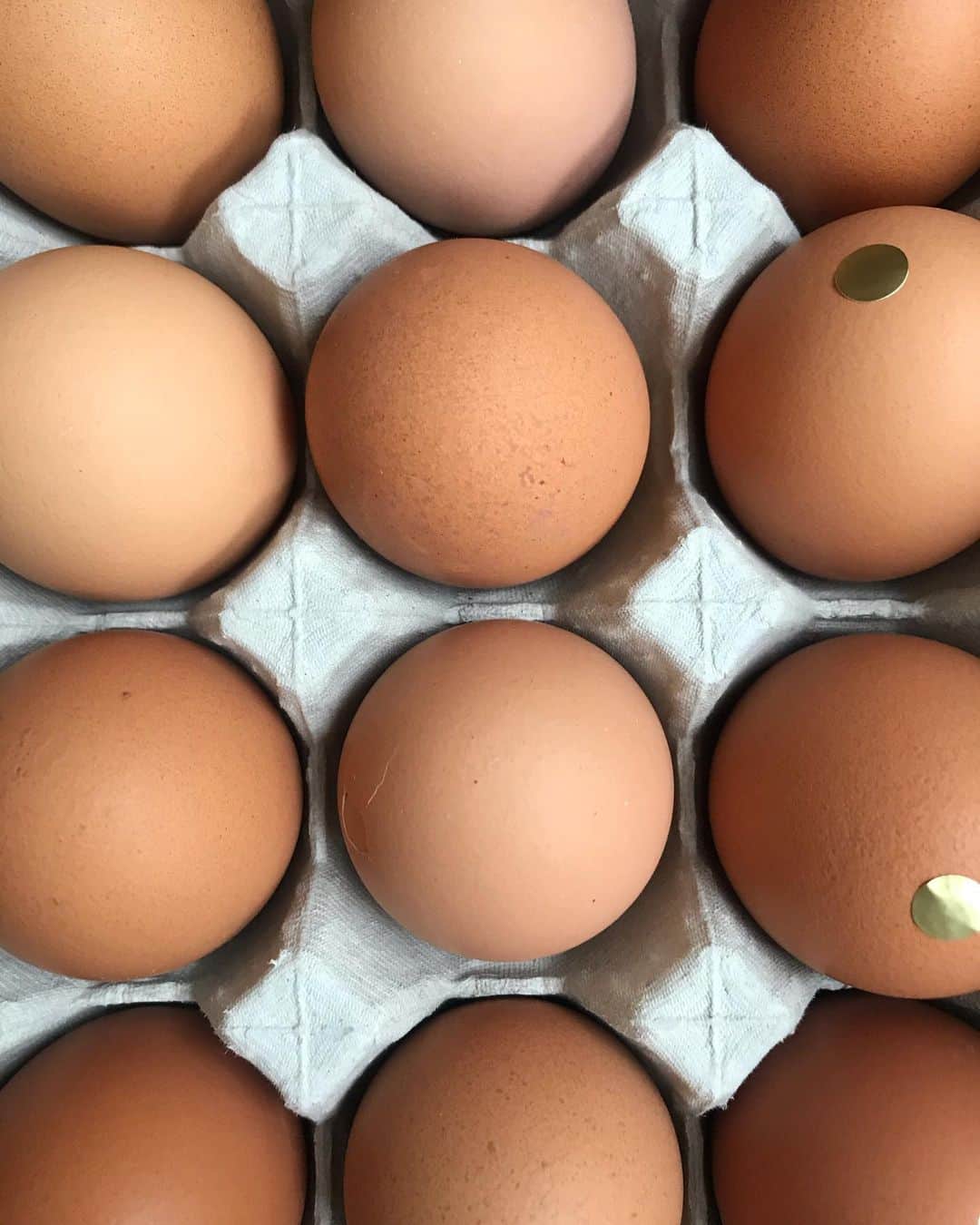 CHARAさんのインスタグラム写真 - (CHARAInstagram)「卵が届いた」11月26日 11時33分 - chara_official_
