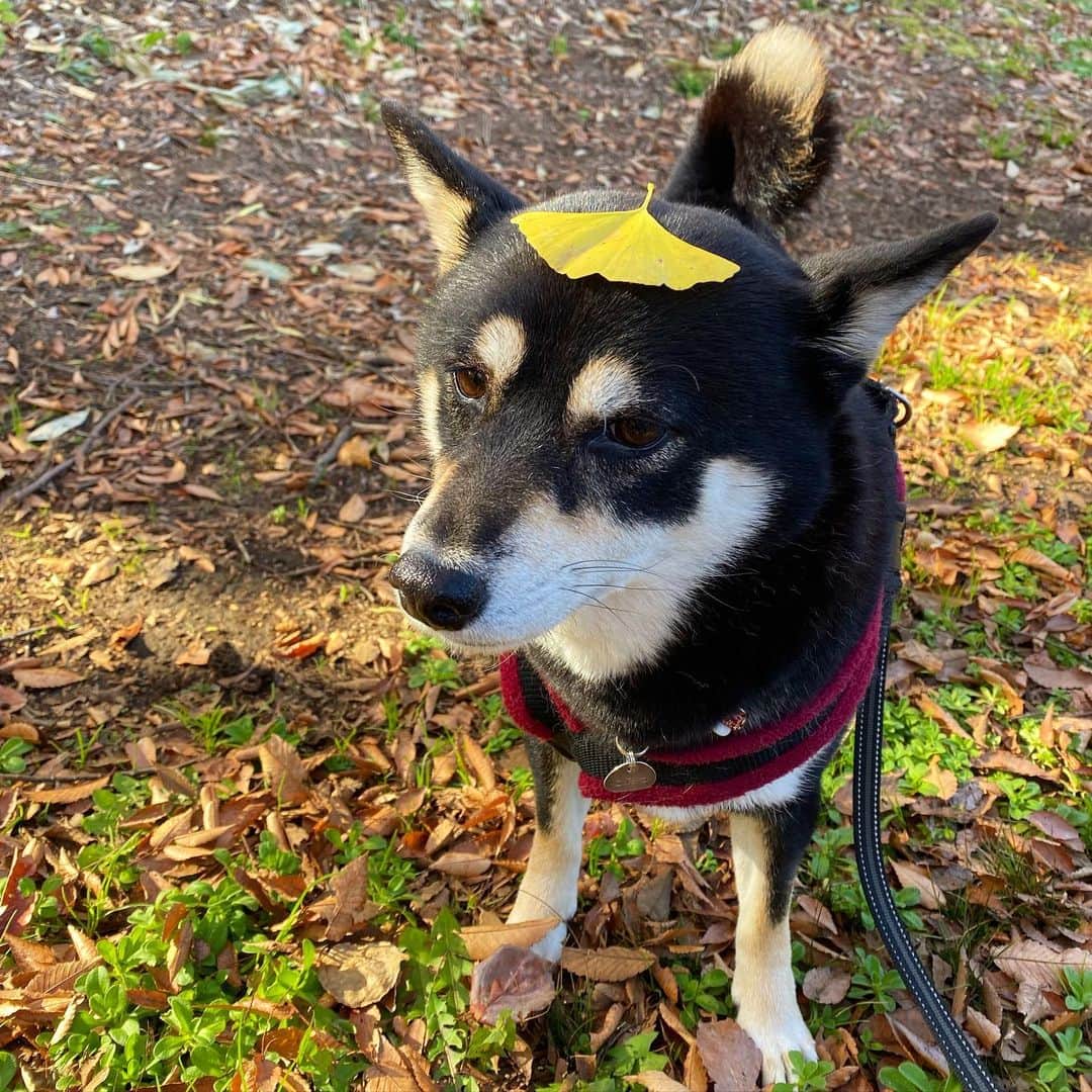 vo_coのインスタグラム：「🍂 先日の #柴犬ドロン  便乗！ * #shibastagram #instashiba #shiba #shibainu #黒柴 #柴犬」