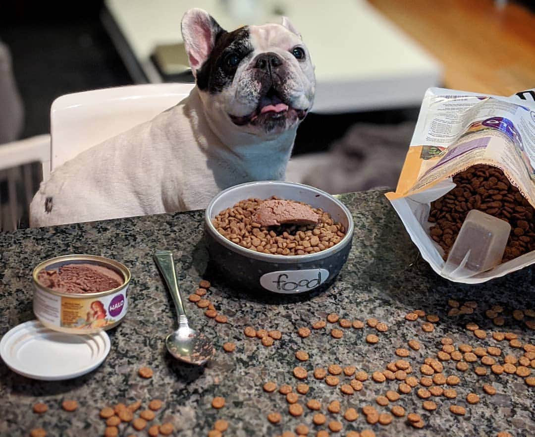 Manny The Frenchieのインスタグラム：「I served myself dinner! And I didn't even over serve myself or make a mess! 😃」