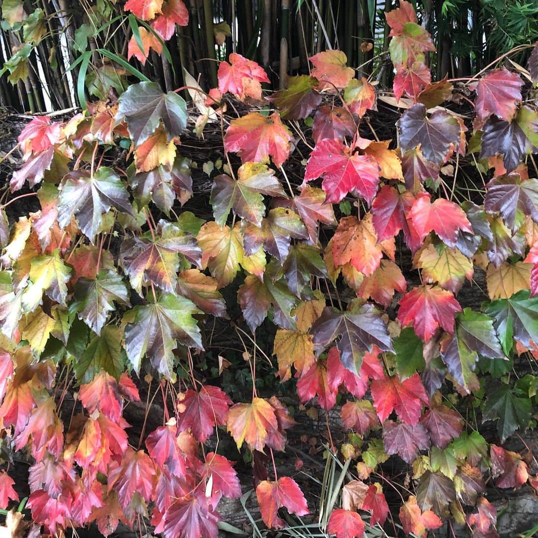 Kensho Onukiさんのインスタグラム写真 - (Kensho OnukiInstagram)「紅葉🍁リハビリ帰りのねこじゃらし公園で見かけた素敵な秋の色。緑と黄色、紅、朱色などの色合いが目をひきます👀☂️😊#自然のアート #身近な秋景色 #今朝は一段と寒いな」11月26日 10時53分 - kensho_onuki