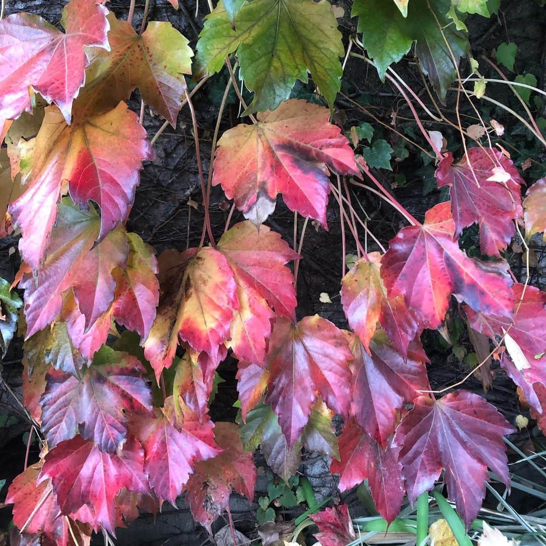 Kensho Onukiさんのインスタグラム写真 - (Kensho OnukiInstagram)「紅葉🍁リハビリ帰りのねこじゃらし公園で見かけた素敵な秋の色。緑と黄色、紅、朱色などの色合いが目をひきます👀☂️😊#自然のアート #身近な秋景色 #今朝は一段と寒いな」11月26日 10時53分 - kensho_onuki