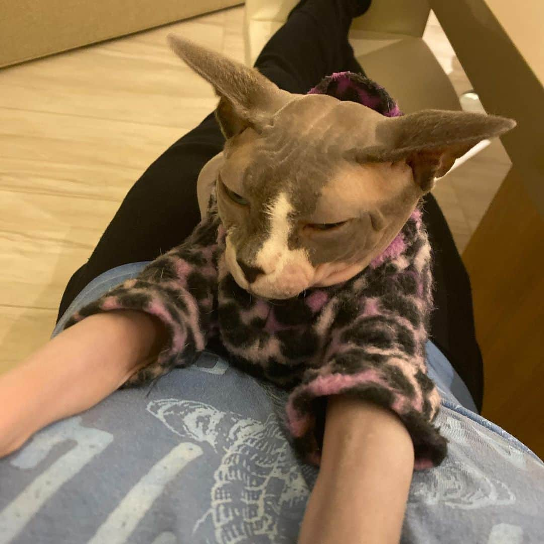 ニック・カーターさんのインスタグラム写真 - (ニック・カーターInstagram)「This cat is so snuggly. #sphynxcat #kitties #cats #animals」11月26日 10時55分 - nickcarter