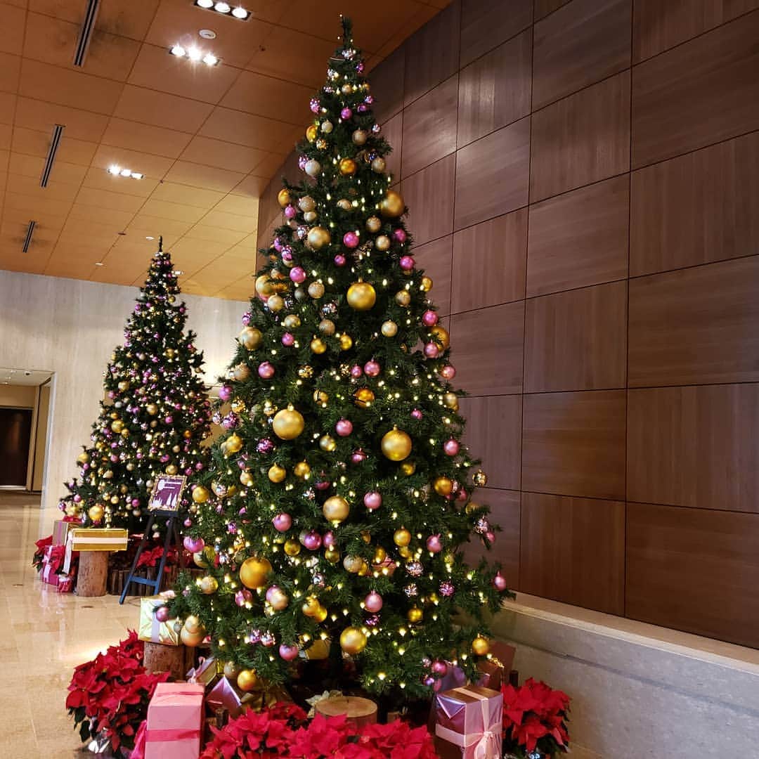 三宅雪子のインスタグラム：「もうクリスマスツリー！」