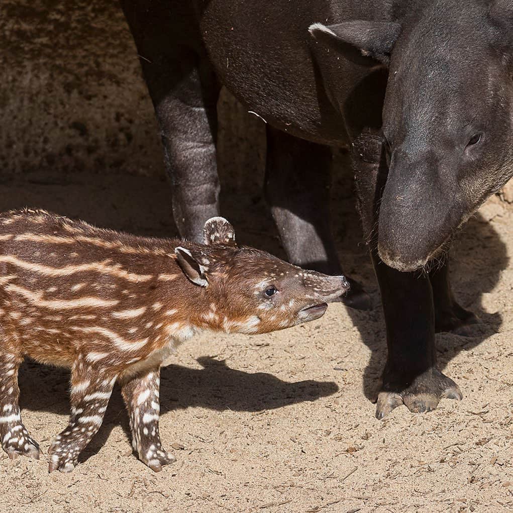 San Diego Zooさんのインスタグラム写真 - (San Diego ZooInstagram)「Luna's little watermelon made her official debut last week. 🍉 Say hello to our 2-week-old tapir baby! This is Luna's 2nd calf sired by Felix. #watermelonseason #ourlovewillnevertapiroff #tapirbaby #sandiegozoo」11月26日 2時32分 - sandiegozoo