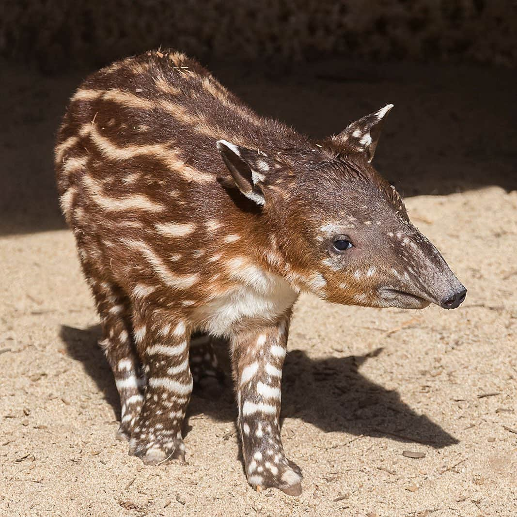 San Diego Zooさんのインスタグラム写真 - (San Diego ZooInstagram)「Luna's little watermelon made her official debut last week. 🍉 Say hello to our 2-week-old tapir baby! This is Luna's 2nd calf sired by Felix. #watermelonseason #ourlovewillnevertapiroff #tapirbaby #sandiegozoo」11月26日 2時32分 - sandiegozoo