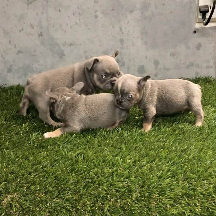 Oprahnbooのインスタグラム：「Lilac tri males. #lilacs #frenchies #dogsofinstagram #dogsoftheworld #dogsoftheday  #godlovers #tag #share」