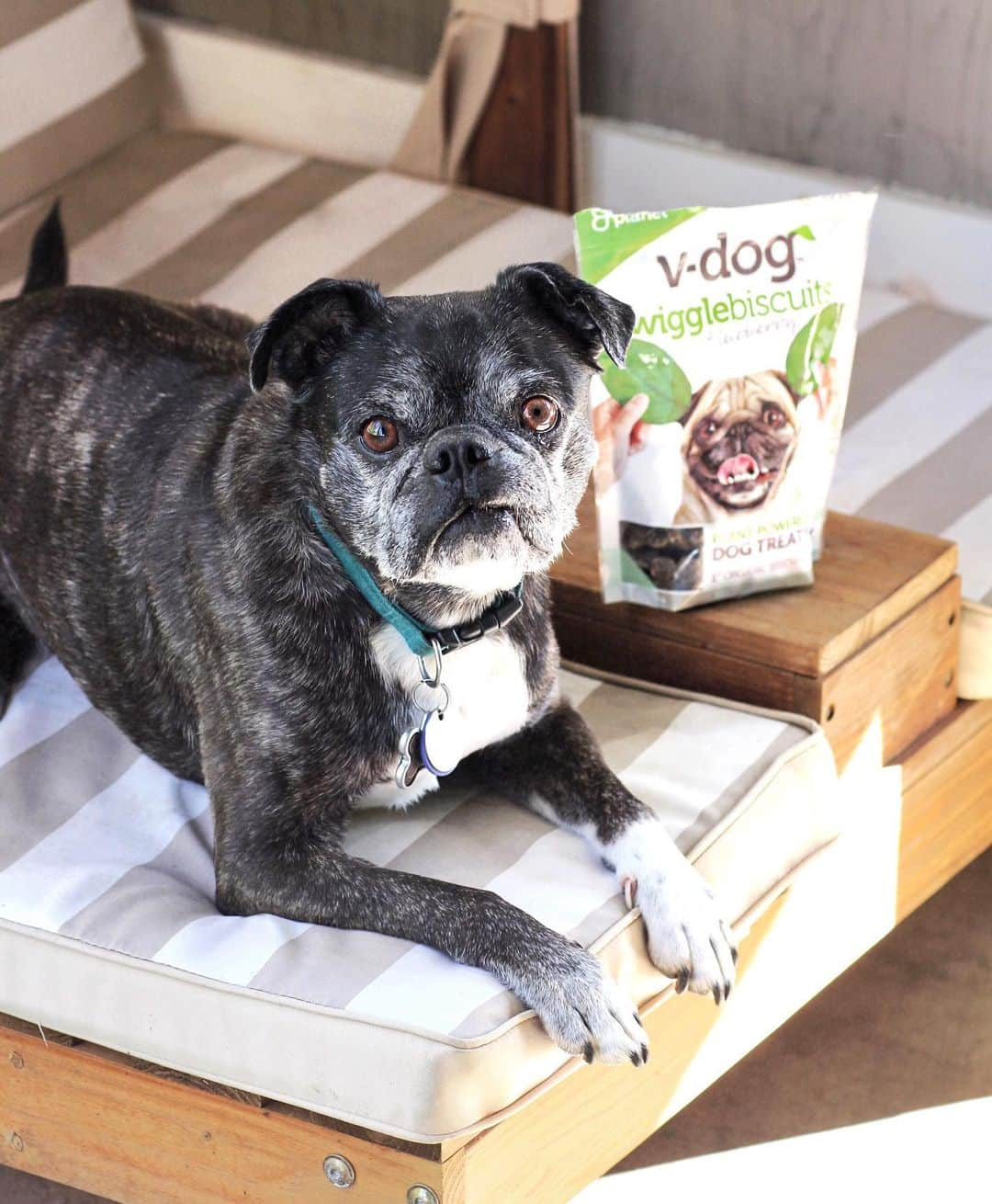 ティファニー・トートさんのインスタグラム写真 - (ティファニー・トートInstagram)「Day bed ✔️⁣ Snaggle tooth ✔️⁣ @vdogfood ✔️⁣ ⁣ Bugg loves to lounge and snack, especially when they’re snacks that don’t make him itchy. (He’s literally allergic to everything) He especially loves the peanut butter wigglebiscuits 🥜⁣ ⁣  We will be doing a #Vdog giveaway later this week, stay tuned😁⁣」11月26日 3時16分 - tiffanytothxoxo