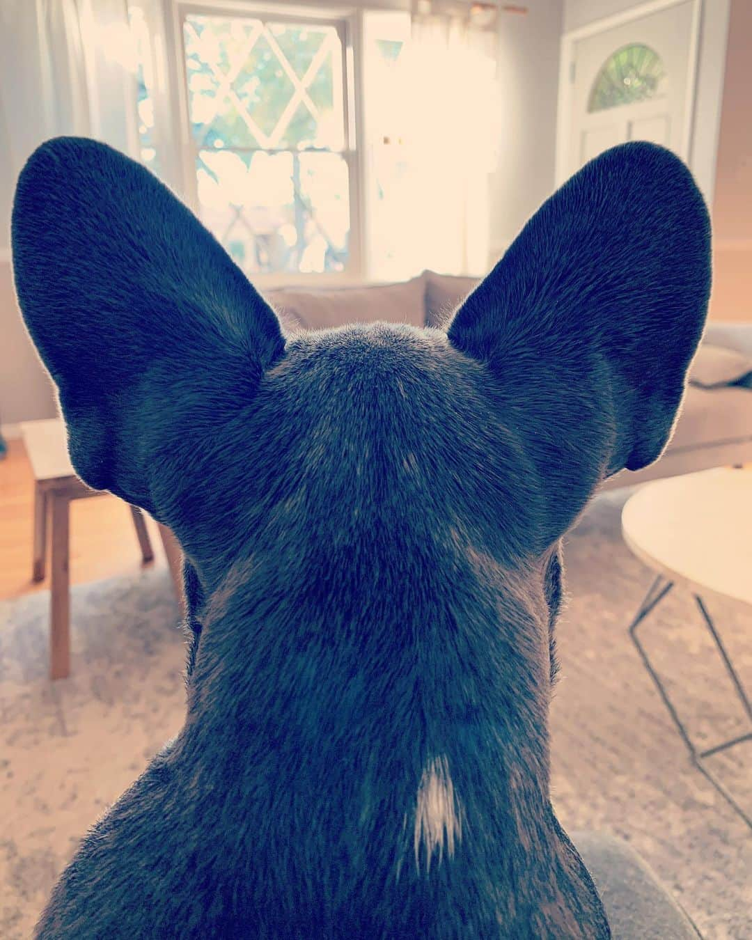 ブライス・ジョンソンさんのインスタグラム写真 - (ブライス・ジョンソンInstagram)「She’s all ears! #frenchiesofinstagram」11月26日 3時20分 - mrbrycejohnson