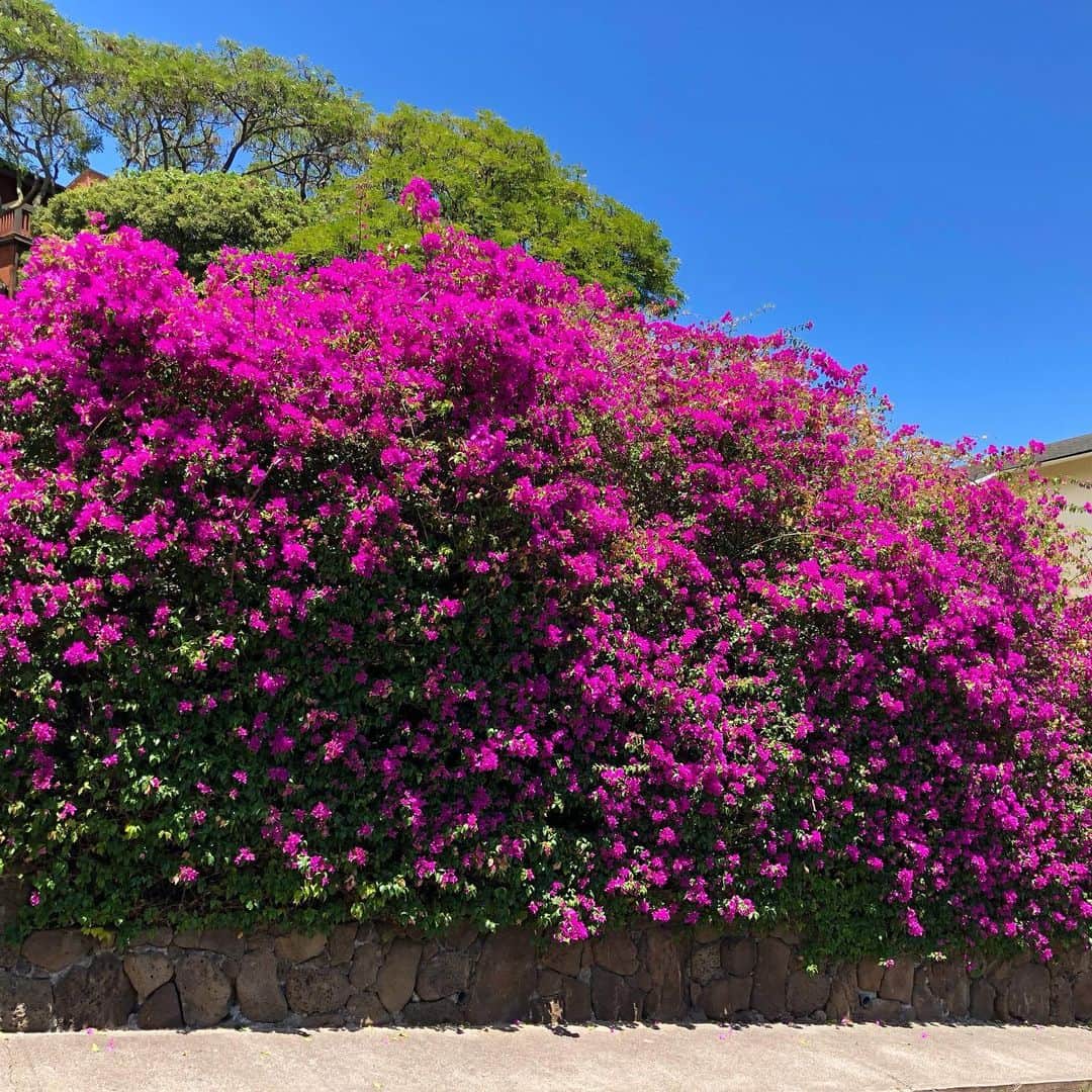 マキ・コニクソンさんのインスタグラム写真 - (マキ・コニクソンInstagram)「ハワイからおはよっ！これはうちのご近所に咲いてるブーゲンビリア！年に三回ぐらい満開になるんです。これまたハワイの青い空にこの紫ピンクが映えるんですよーっ！毎朝仕事に向かう時こうやって季節を感じます！毎日があっと言う間に過ぎていくね。時間を大切に丁寧に使おうね！ 今日もお互い頑張ろーーっ！💪🏼 #ハワイのおすそ分け🤙🏼 #時間を大切に丁寧に使おう！」11月26日 4時13分 - makikonikson