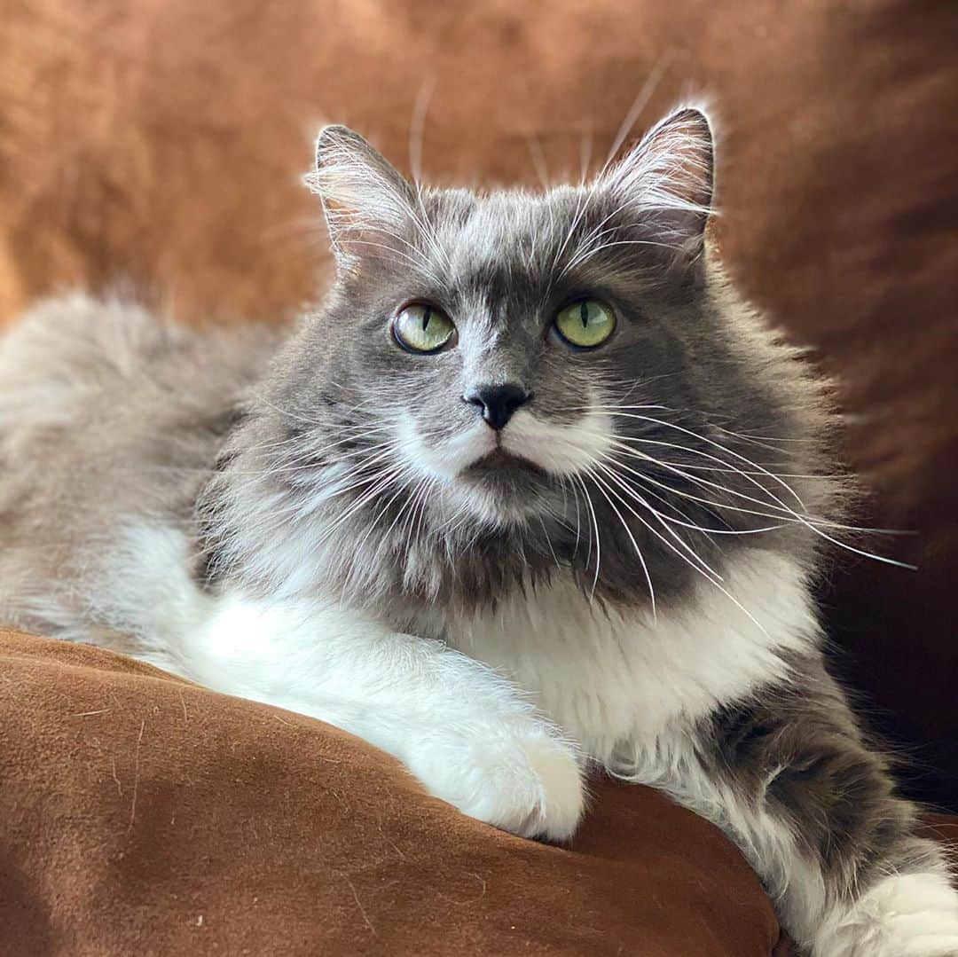 ハミルトンザ・ヒップスターキャットのインスタグラム：「Yea yea, I know I’m biased and all, but is there a more beautiful creature on this planet than Hammy...I mean...come on... #mustachecat」