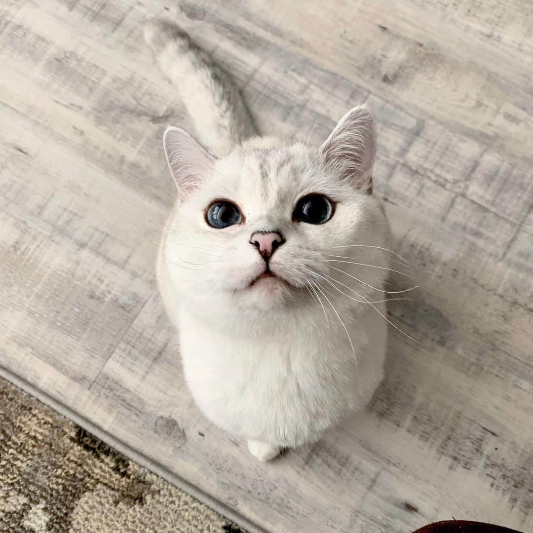 ミスター・ホワイトさんのインスタグラム写真 - (ミスター・ホワイトInstagram)「Psst! Do you love my new flooring as much as I do? @stainmaster PetProtect™ understands that my 2:00am zoomies can take a beating on the floor, so they created PetProtect™ luxury vinyl flooring for me and for you! It’s made with a ClawShield™ coating to help resist scratching. Amazing! #stainmaster #petprotect」11月26日 5時57分 - white_coffee_cat