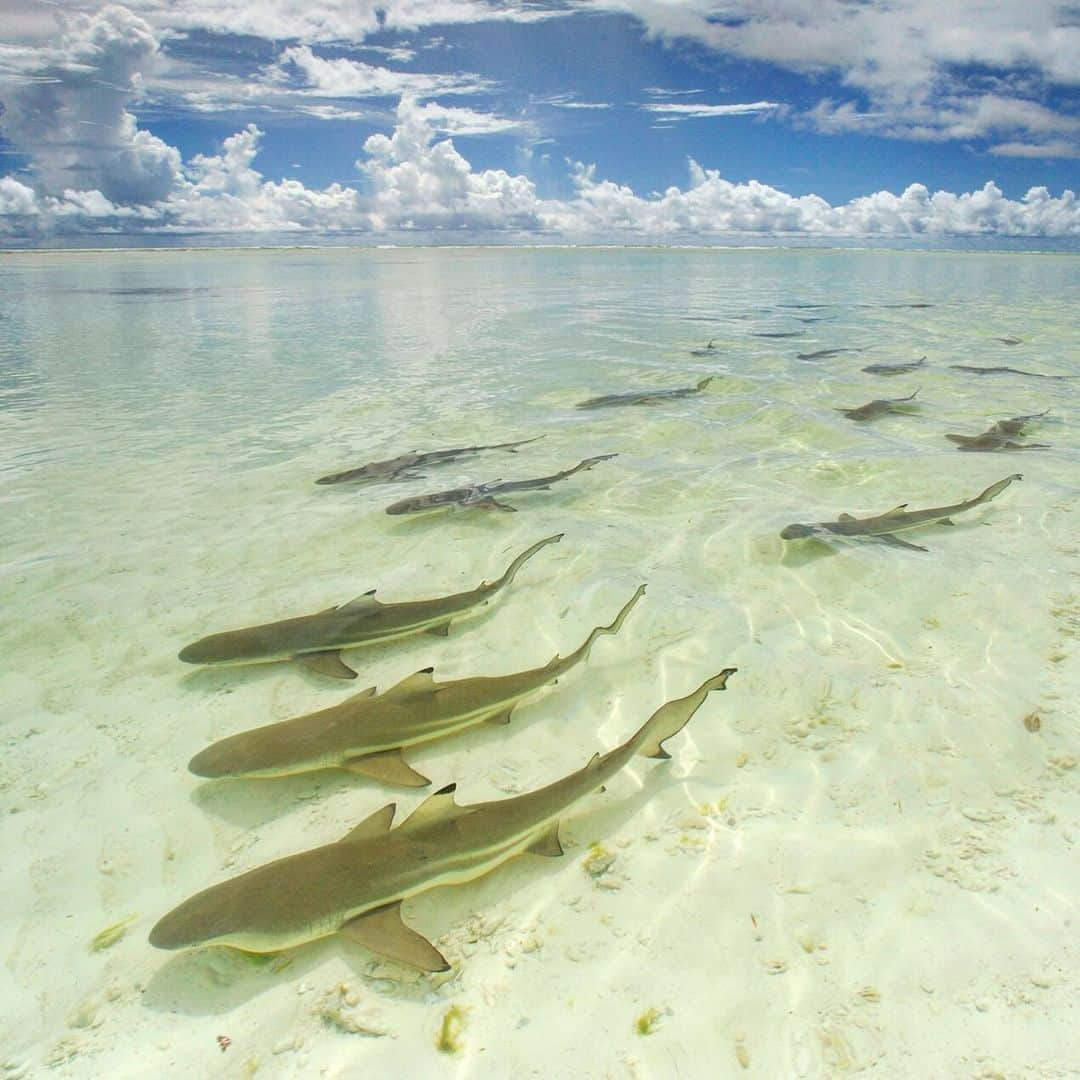 Thomas Peschakさんのインスタグラム写真 - (Thomas PeschakInstagram)「Blacktip reef sharks patrol Aldabra atoll’s reef flats, looking for any fish that made the mistake of remaining out in the open. When this shiver of sharks is on the prowl they supremely rule the reef flat. Shot on assignment for @NatGeo in Seychelles working with @sif_seychelles #seychelles #sharks #ocean #swimming #wilderness」11月26日 6時08分 - thomaspeschak