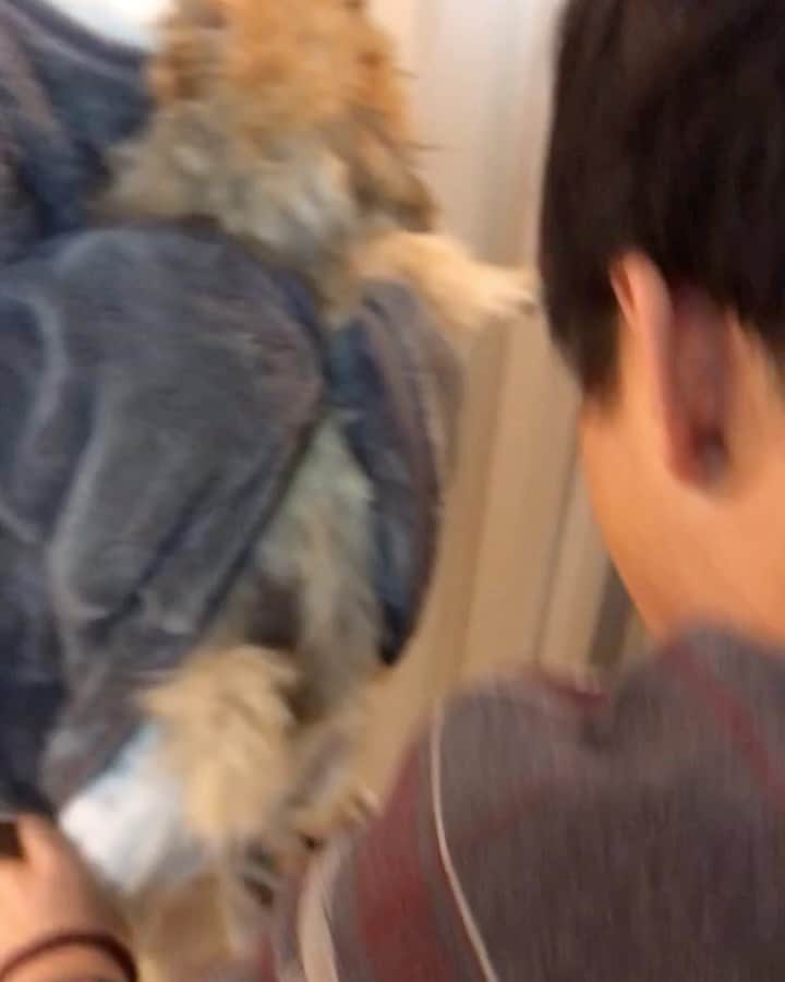 RIO POMEのインスタグラム：「風船太郎になったリオです🐶  たままつさん　@team.tamamatsu からとても気になるグッズを送ってもらいました💕  お風呂上がったあとにタオルドライするエプロンとそのあと急速に乾いてくれる1番気になるドライハンバン❗️ 風船太郎だ❗️でときめいてしまいお願いしました✨  ほんと早く毛が乾いてくれてびっくりしましたがそれ以上にリオが風船太郎のまんまウトウトリラックスして眠り始めたのもびっくりでしたよ✨  肉球ドライヤーもかわいいし温度もちょうどよくブラッシングしながら仕上げ乾かしができ、みんなで楽しめながらも便利で大満足のグッズでした❣️ #ポメラニアン大好き #ポメラニアンが世界一可愛い #pom #ぽめらにあん #ポメ#pomeraniansofinstagram  #pomeranianlove #ふわもこ部 #いぬバカ部 #癒しわんこ#instapic#pomstagram #puppy #dogsofinstagram #cute#cutedog #エプロンタオル#ドライハンバン#肉球ドライヤー#グルドラ#グルーミングドライヤー#たままつ」