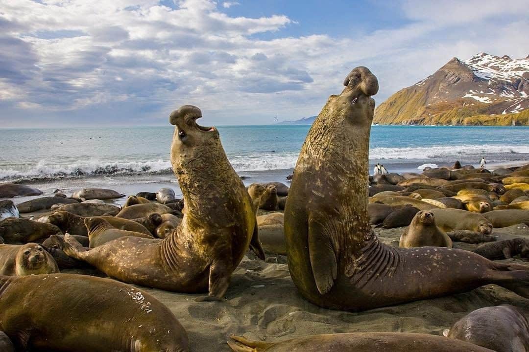 National Geographic Travelさんのインスタグラム写真 - (National Geographic TravelInstagram)「Photo by @PaulNicklen | An elephant seal defends his harem of females against a new challenger on the island of South Georgia. The winner of this battle will watch over up to 300 females. The alpha male, known as a beachmaster, was massive, but after a relentless cycle of breeding while also defending his right to breed, he was soon haggard and worn out. It was amazing to see how he lost hundreds, if not thousands, of pounds. A big male like this can weigh up to 9,000 pounds when he first arrives battle-ready on the beach in October. Fights are brutal and often bloody. Rival males use their bodies like battering rams against each other—an incredible testament to the drama of extreme environments like Antarctica. Follow me @PaulNicklen for more stories about my most intense experiences in the wild and to keep up to date on future polar expeditions. #TurningTheTide #Antarctica #Nature #BornToIce」11月26日 6時05分 - natgeotravel