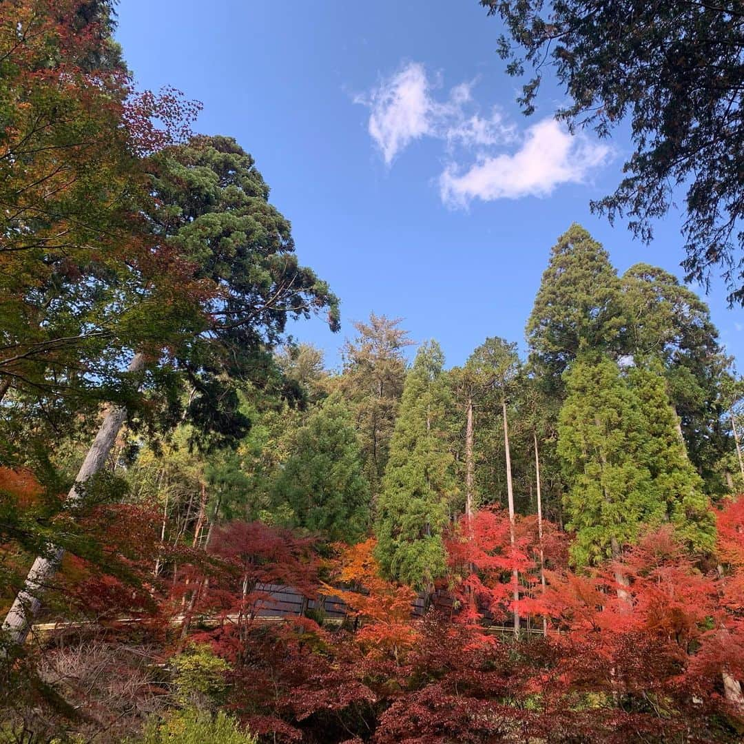 竹崎由佳さんのインスタグラム写真 - (竹崎由佳Instagram)「. 寒い日が続いていますが、 皆さんは体調崩してませんか？？ 柔道グランドスラム大阪2019の 閉幕とともに 私の風邪も治りました☺️ 体調を崩さないよう 暖かくしてお過ごしください！ . 少し前に仲のいい先輩と、 紅葉を観に行きました🍁 今年は暖かい日が続いたので まだ8割ほどしか色づいていませんでしたが 秋を感じられました♪  #紅葉　#紅葉狩り #秋　#四季　#japan #autumn」11月26日 11時48分 - yuka__takezaki