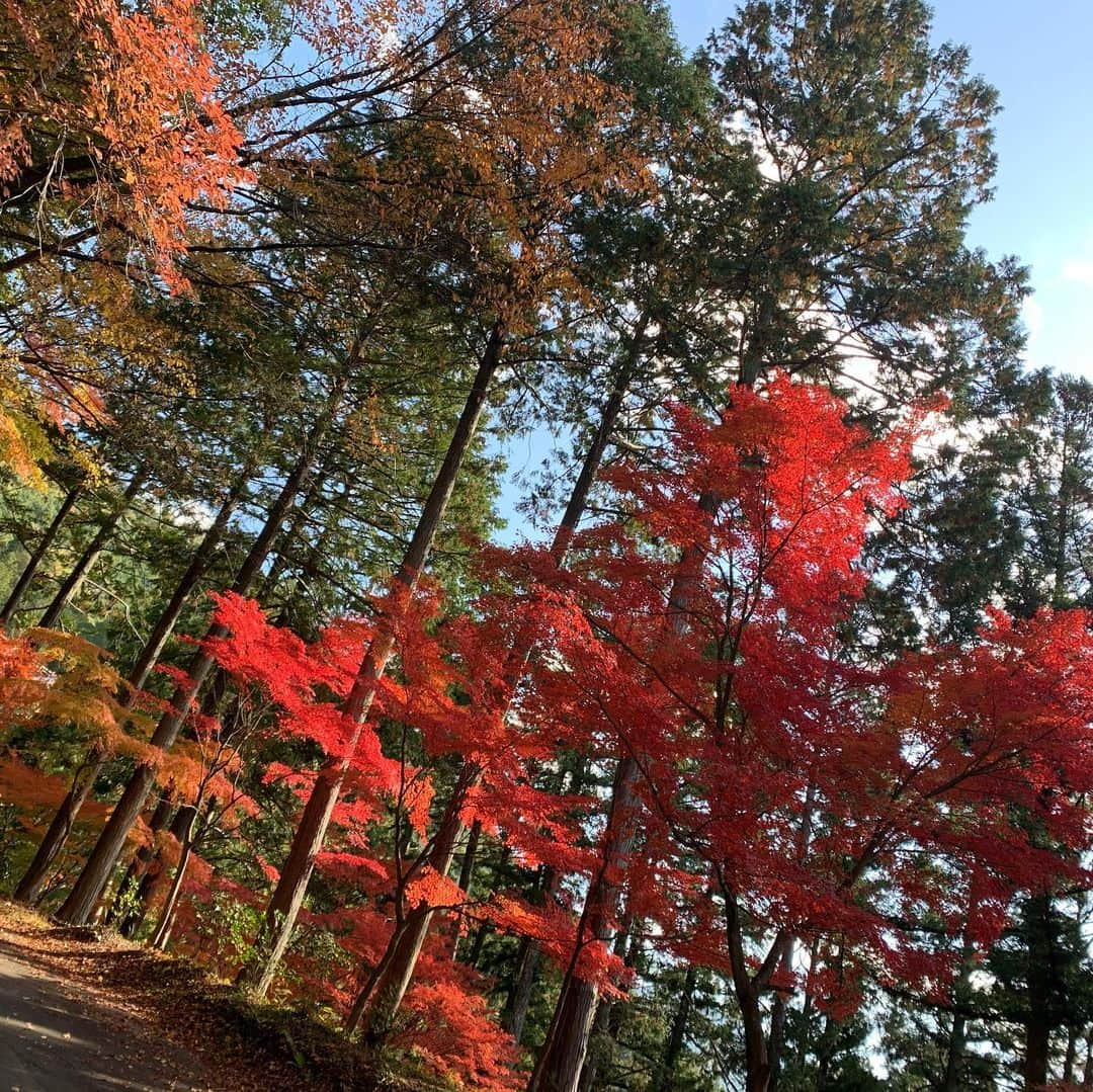 竹崎由佳さんのインスタグラム写真 - (竹崎由佳Instagram)「. 寒い日が続いていますが、 皆さんは体調崩してませんか？？ 柔道グランドスラム大阪2019の 閉幕とともに 私の風邪も治りました☺️ 体調を崩さないよう 暖かくしてお過ごしください！ . 少し前に仲のいい先輩と、 紅葉を観に行きました🍁 今年は暖かい日が続いたので まだ8割ほどしか色づいていませんでしたが 秋を感じられました♪  #紅葉　#紅葉狩り #秋　#四季　#japan #autumn」11月26日 11時48分 - yuka__takezaki