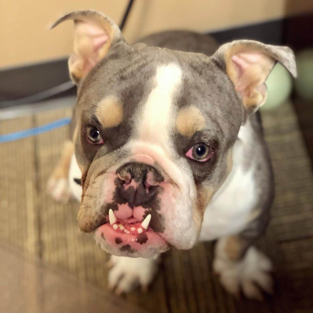 Bodhi & Butters & Bubbahのインスタグラム：「You wish your work views were this cute 💁🏼‍♀️ . . . . . #puppy #love #lawyer #life #dogsofinstagram #bestfriends #my #baby #bestoftheday #cute #bulldog」