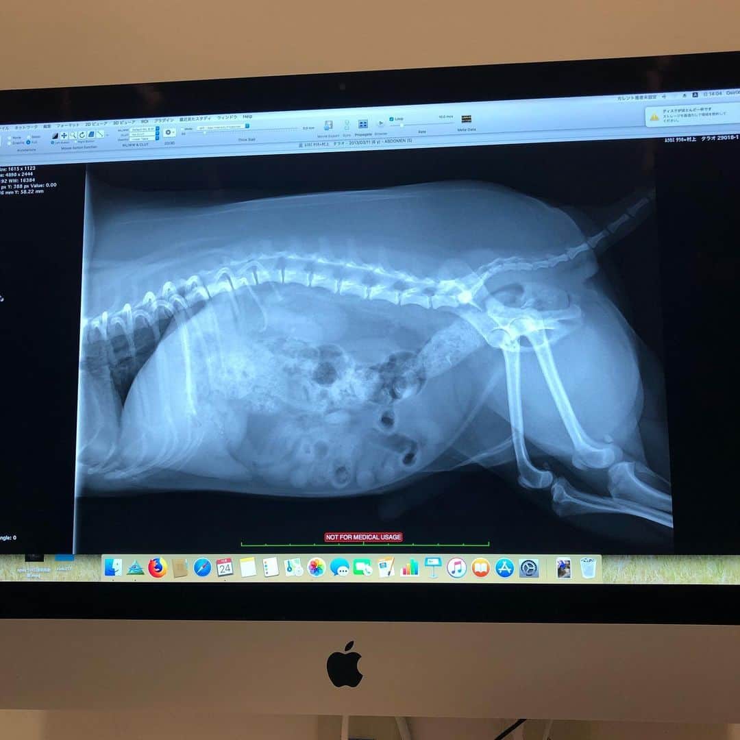 玉ねぎ戦士さんのインスタグラム写真 - (玉ねぎ戦士Instagram)「他のワンコにつられて、控えめに鳴くタラオ。 一瞬だけ体重も写るのでお見逃しなく🐽 ・ ・ 🏥今年もTeam HOPEさんの健康診断を受けて来たでしゅ🐶 💩やオシッコ、骨まで見られて穴があったら入りたいでしゅ。 ・ ・ #TeamHOPE とは、全国の獣医師、動物病院がTeamとなって、ペットの予防医療と健康管理の大切さを推進し、ペットに優しい社会の実現を目指すプロジェクトなのでしゅ👓✨ ・ ・ ・  ぼくらの時間は人間の7倍、1年間で7歳も歳を取るので、出来るなら半年に一度は健康診断を受けるのはとても大事なことでしゅ。 ・ ・ 病気になってから病院に行くんじゃなくて、病気を予防するために病院へ行く事が大切でしゅ🐶 人もペットも同じで、早期発見がぼくらの寿命の延長に繋がるのでしゅ👴🏻🏥 ・ ・ ちなみに今回は何も問題なく...と言いたいところでしゅが、レントゲン写真(5枚目)の、ぼくの皮下脂肪の量に先生も驚いてたでしゅー｡ﾟ(ﾟ´ω`ﾟ)ﾟ｡ 今日から食事量10%減を目指すでしゅー🐾 ・ ・ ・ #PR #チームホープ  #ペットの健康診断」11月26日 6時27分 - licca_tarao_0311
