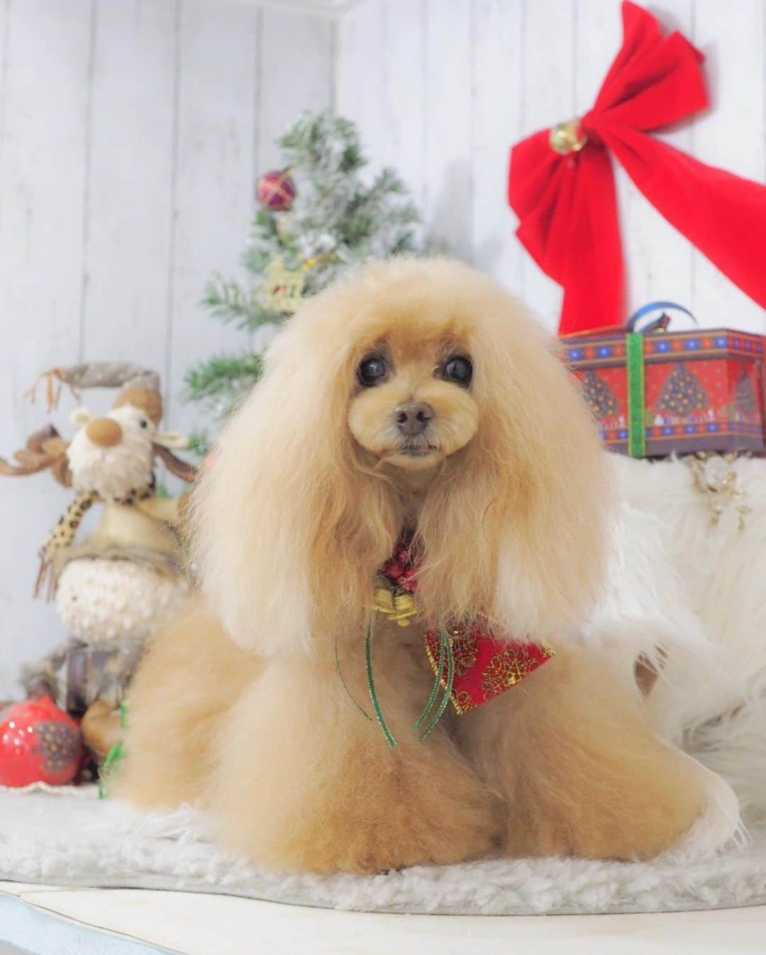 Toypoodle Mikuru?Asakusa Tokyoのインスタグラム