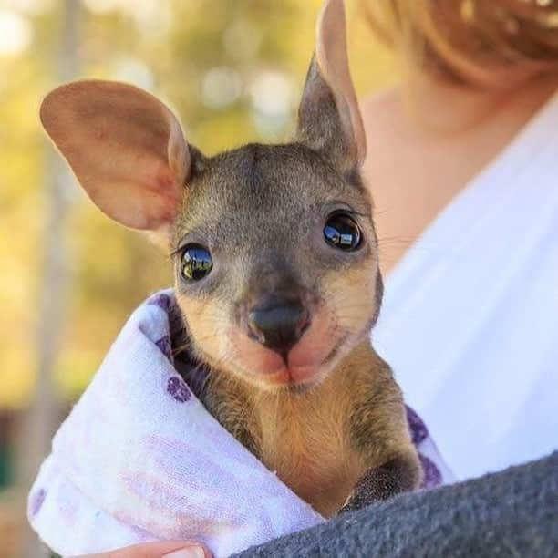 Baby Animalsさんのインスタグラム写真 - (Baby AnimalsInstagram)「Just look at those big brown eyes!」11月26日 7時32分 - thebabyanimals