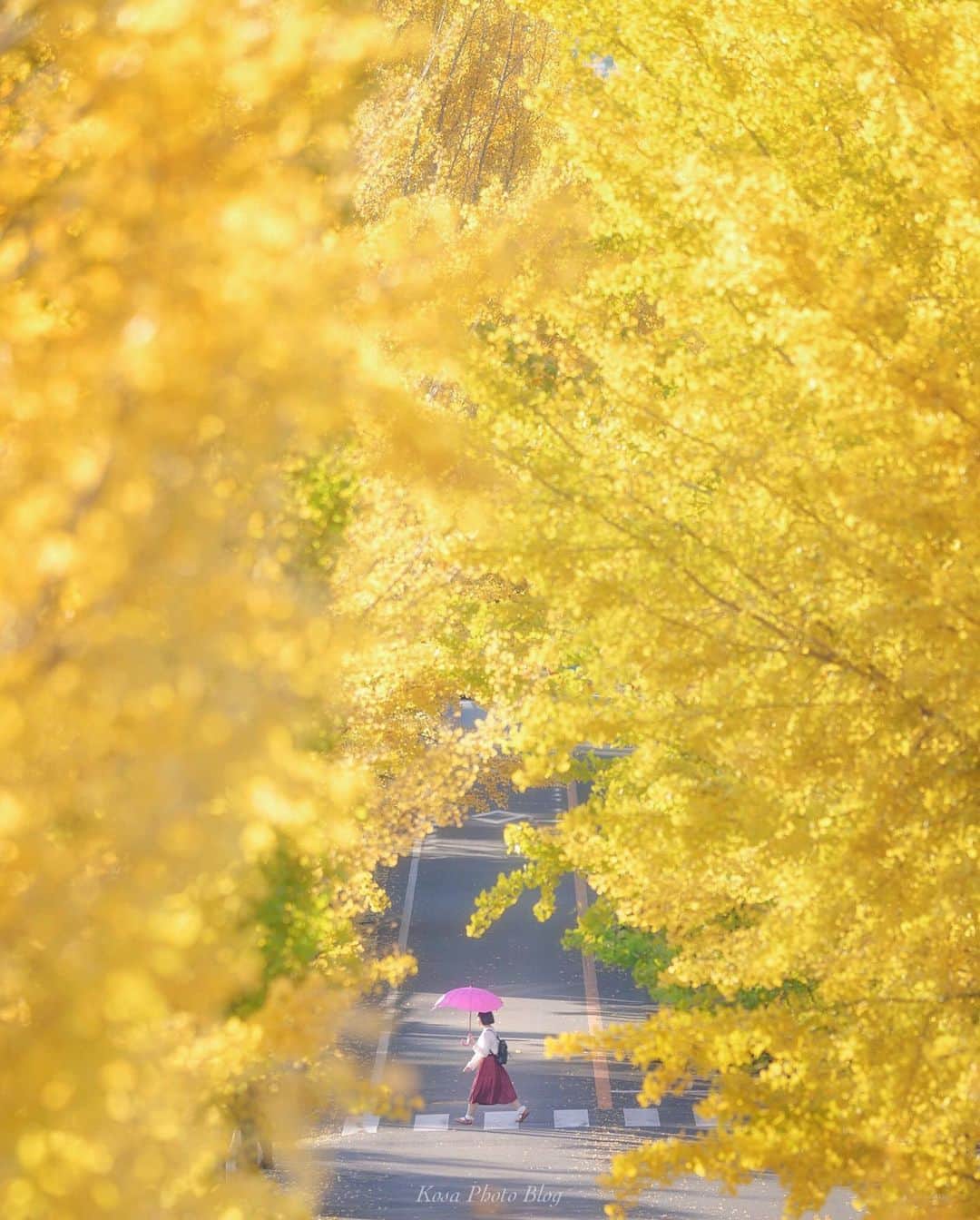 コサさんのインスタグラム写真 - (コサInstagram)「天理の銀杏並木は見頃を迎えていました👍 有名スポットですが、実はここで撮るのは初めて📸 風が吹くとパラパラと散って黄色の雨のようでした☂️ . Location:奈良 Nara / Japan Data:2019/11/23 . #奈良 #わたしは奈良派 #天理 #銀杏 #銀杏並木 #ほっとするひととき_jp #team_jp_秋色2019 #はなまっぷ #はなまっぷ展 #Japan_Daytime_View#art_of_japan_ #tokyocameraclub #dpj_member #team_jp_ #IG_PHOS #photo_jpn #ptk_japan #pt_life_ #bestjapanpics #Lovers_Nippon #YourShotPhotographer #light_nikon #sorakataphoto #LBJ_VIP #IGersJP #saison_au2019 #colore_de_saison #bestphoto_japan #special_spot_member #広がり同盟メンバー」11月26日 7時45分 - kosa_photo