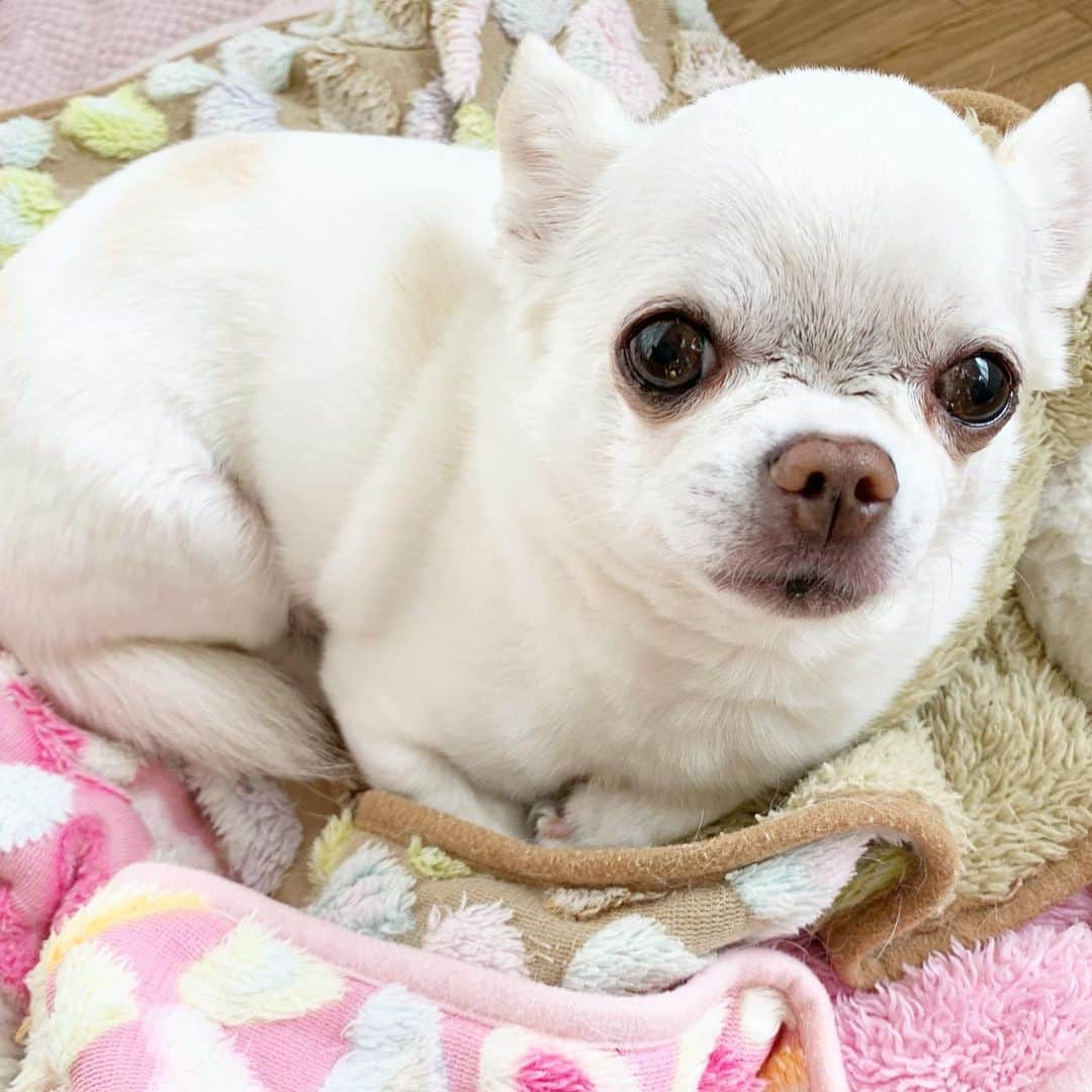 KORIKIのインスタグラム：「おはようございます♪ * 手も足も隠し切れてない… #dogofsapporo #dog, #dogs, #dogstagram,#chihuahua,#犬バカ部,#チワワ,#koriki, #hanadog #白スムチ連合会, #スムチー,  #dogofthedayjp, #dogoftheday  #ilovemydog #instadog #instapet #WhiteChihuahua  #吉娃娃 #치와와  #dogsofinstagram #Chihuahualover  #ชิวาวา #チワワの輪 #barkbox #WhiteChihuahuaParty #もふもふモフモフ」