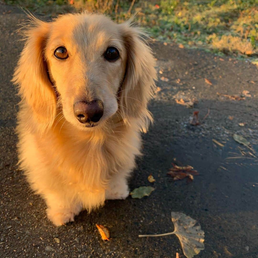 ハッチ＆ニコのインスタグラム：「Good morning ☀️ おはぷっくり  #カメラ嫌い同好会 #pecoいぬ部 #犬の生活が第一 #癒しわんこ #dachshund #犬バカ部 #短足部 #ふわもこ部 #tokyocameraclub #東京カメラ部」