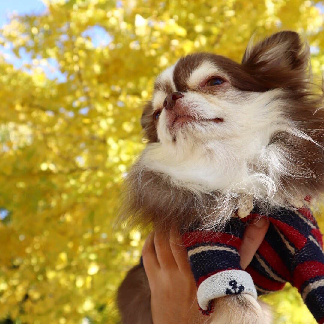 kayoのインスタグラム：「* * キレイな黄金色🍂✨✨ * * Lychee❤️ * * #chihuahua#chihuahualove#dogstgram#dog#instadog#チワワ#チワワ大好き * *」