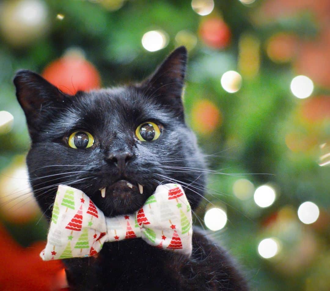 セルジオさんのインスタグラム写真 - (セルジオInstagram)「When you realize that Christmas is exactly one month away and you have a bunch of work to do to get yourself off the naughty list 🎅🏽📝 . . #naughtylist #imonit #monkey🐒 #monkeybusiness #santaiscoming #naughtycat #sillycats #vampirecat #catsinbowties #catsofinsta #catsofig #catslife #santaphotos #cutecatsclub #pictureswithsanta #igcats #igkitty #blackcats #teef #boopthesnoot #boop #catsofinstagram #ellenratemycat #petco #catstercats #9gagcute #buzzfeedcats #9gagpets #spoiledcats #myfurbaby」11月26日 8時06分 - monkandbean