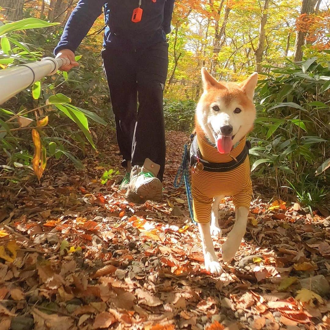 BlackRed shibasさんのインスタグラム写真 - (BlackRed shibasInstagram)「Good morning!  Ohayo! Tuesday! . Photo #GoProhero8  #270pro  #GoProJP  @goprojp @gopro @270pro . . . #neneandmusashi2019 #GoPro #ゴープロ #shiba #shibinu #柴犬 #しばいぬ #japan #gopropets #lovely #cute #goprodog #goproのある生活 #日本犬 #dog #happy #goprohero #otvadventures #besomedoggy #doggo #goprodogsquad #goprofamily #beautiful #autumn #秋」11月26日 8時24分 - black_red_jp