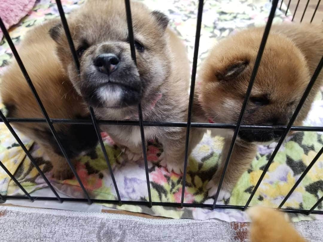 柴犬たま Shibainu Tamaのインスタグラム