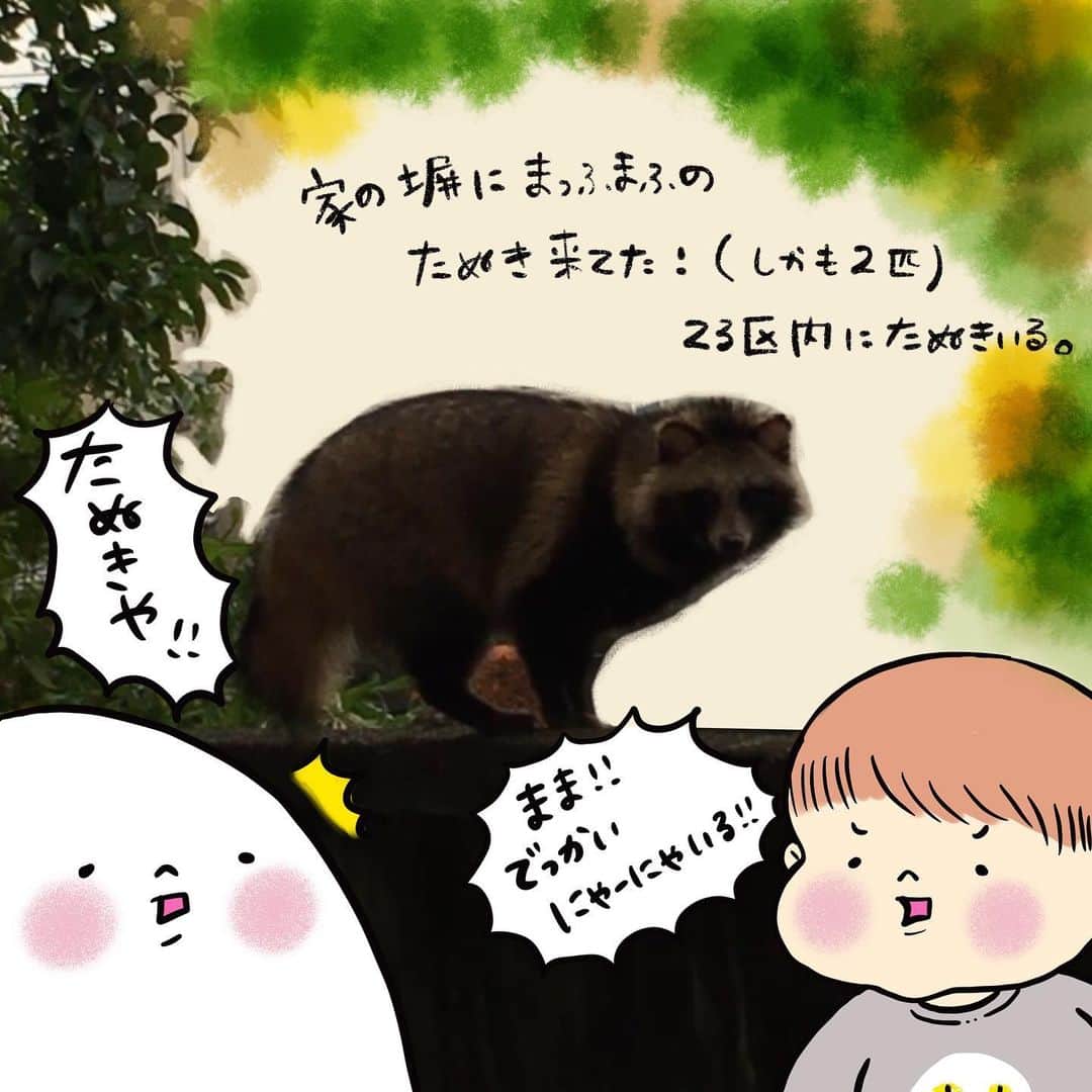 山川あかねのインスタグラム：「たぬきが来ていた!  しかも2匹。 お豆が発見してくれたよ。 猫にしてはでかいなとレースカーテン開けてビックリしたよ。 #たぬき #お尻絵日記 #お尻漫画 #イラスト #ipad #procreate」