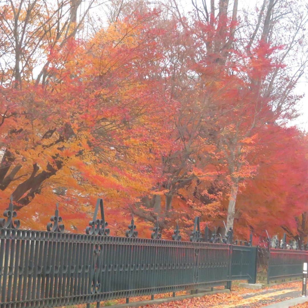 魔女菅原さんのインスタグラム写真 - (魔女菅原Instagram)「きのう通りがけに撮った岩手大学の紅葉。 きょうみたいないいお天気の日に撮りに行けないジレンマ😅。 雨の紅葉は菱田春草っぽくてこれはこれで好きだけど。  #紅葉 #雨の日に撮った紅葉 #魔女菅原」11月26日 10時05分 - hatsuyosugawara