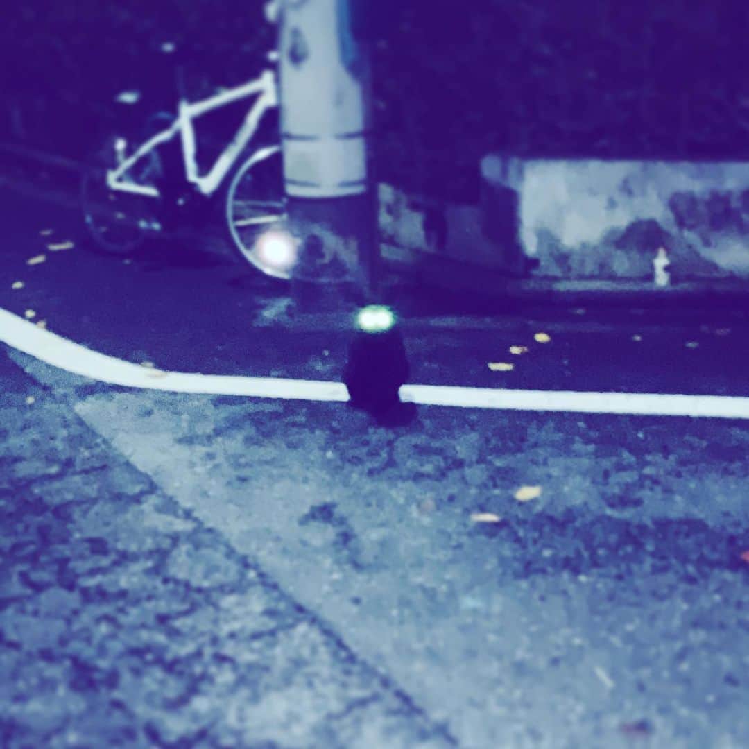 中野敬久さんのインスタグラム写真 - (中野敬久Instagram)「#night #black #cat #flash #eyes #stay #looking」11月26日 10時04分 - hirohisanakano