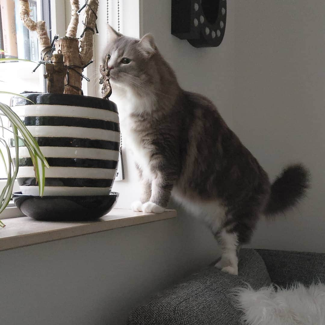 Nila & Miloさんのインスタグラム写真 - (Nila & MiloInstagram)「I see you've added some ornaments to the plant. Just checking them with my teeth. 😹😹😱 #christmasdecor #catantics #noornamentwasharmed #igcats #cats」11月26日 20時59分 - nilamilo