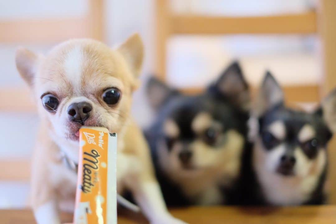 maika_kikitoyjijiさんのインスタグラム写真 - (maika_kikitoyjijiInstagram)「. Kiki&Toy&Jiji& @petio_ . #ミーティ 食べてみたよ〜🍽 . 美味しかったようで オトンさんの眼圧すごいでしょ😂👍💓 . 3種類の味があって、 我が家はどれも 食べムラありませんでした🙆🏻‍♀️❤️ . いつも控えめなキキが 珍しくグイグイきて 嬉しくていっぱい あげてしまった…🤤💓 . 最後に動画もあるので 良かったら見てね🎥 . . #meaty #petio #ペティオ #chihuahua #dog #チワワ #犬 #치와와 #weeklyfluff #ふわもこ部 #IGersJP #dogstagram #犬のおやつ #スムチー #ロンチー #chihuahuaoftheday #fujifilm #fujifilm_xseries #今日もX日和 #ミラーレス #tokyocameraclub #東京カメラ部 #犬バカ部 #写真好きな人と繋がりたい #whim_fluffy #dog_features #wooftoday #いぬすたぐらむ #pr」11月26日 19時27分 - maika_kikitoyjiji