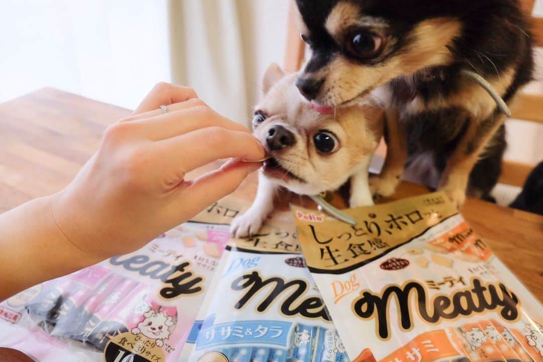 maika_kikitoyjijiさんのインスタグラム写真 - (maika_kikitoyjijiInstagram)「. Kiki&Toy&Jiji& @petio_ . #ミーティ 食べてみたよ〜🍽 . 美味しかったようで オトンさんの眼圧すごいでしょ😂👍💓 . 3種類の味があって、 我が家はどれも 食べムラありませんでした🙆🏻‍♀️❤️ . いつも控えめなキキが 珍しくグイグイきて 嬉しくていっぱい あげてしまった…🤤💓 . 最後に動画もあるので 良かったら見てね🎥 . . #meaty #petio #ペティオ #chihuahua #dog #チワワ #犬 #치와와 #weeklyfluff #ふわもこ部 #IGersJP #dogstagram #犬のおやつ #スムチー #ロンチー #chihuahuaoftheday #fujifilm #fujifilm_xseries #今日もX日和 #ミラーレス #tokyocameraclub #東京カメラ部 #犬バカ部 #写真好きな人と繋がりたい #whim_fluffy #dog_features #wooftoday #いぬすたぐらむ #pr」11月26日 19時27分 - maika_kikitoyjiji