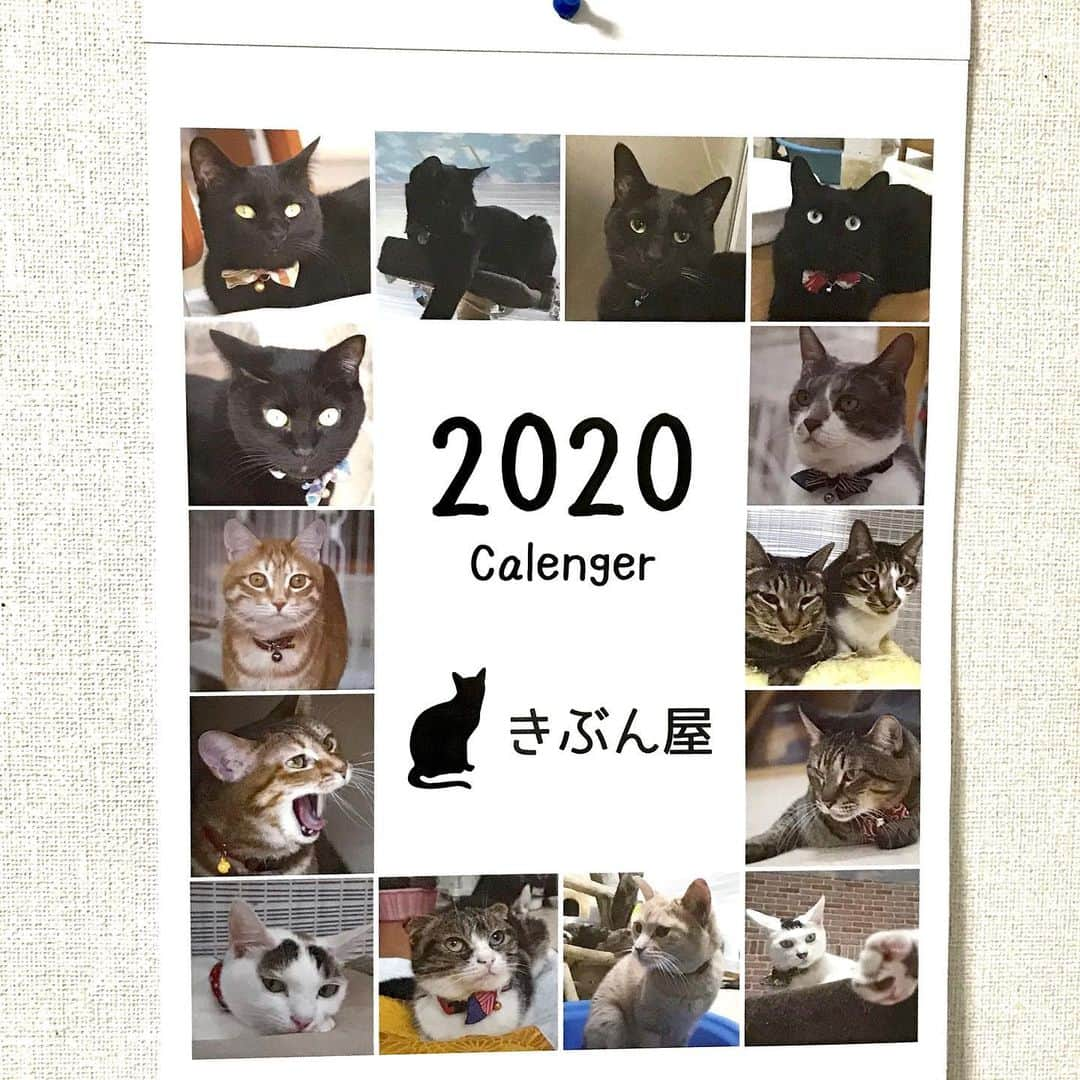 猫カフェきぶん屋さんのインスタグラム写真 - (猫カフェきぶん屋Instagram)「カレンダー販売開始します！  先週日曜に開催した譲渡会は4匹のトライアルと後日60家さんのシェルター見学が何件かあり、かなり決まりそうです。  嫌な流れが毎月譲渡会でスパッと断ち切れて来月もまた頑張ろうと思えるのですが先日書いた通り正会員様ネットショップのカード決済会員費ができなくなり、賛助会員様も1月でできなくなる可能性大で困っています。  無理やり今の物販サイトで正会員様アイテム追加しましたので、引き続きお願いします。 そしてカレンダー。 2020年度継続していけるかがこのアイテムにかかってます。 皆様どうぞよろしくお願いします！ ※会員様には一部ずつ送らせていただきます。  https://kenkoshukan.stores.jp/ プロフィールのリンクから進めます😺」11月26日 19時42分 - nekocafekibunya