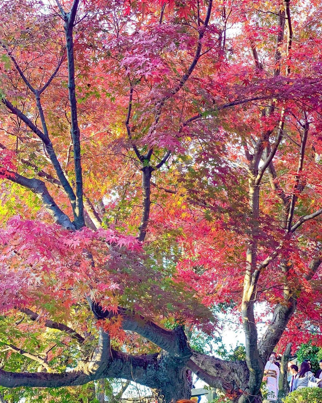 DJ Cellyさんのインスタグラム写真 - (DJ CellyInstagram)「京都へ👘🍁. . 夏は沢山浴衣を着たけど、ここでは着物を☺️. 和服って好きだなあ…丁度紅葉の季節と重なったのでラッキーでした。 景色がどこもキレイで。寒かったけど、空気が澄んでるようなツンとした感じが好きだったな🙆‍♀️👌. . . #京都 #紅葉 #着物 #旅行 #京都旅行 #旅 #和服 #秋 #kyoto #trip #kyotojapan #kyototravel #travel #travelphotography #kyototrip #kimono」11月26日 19時53分 - celly_cecilia