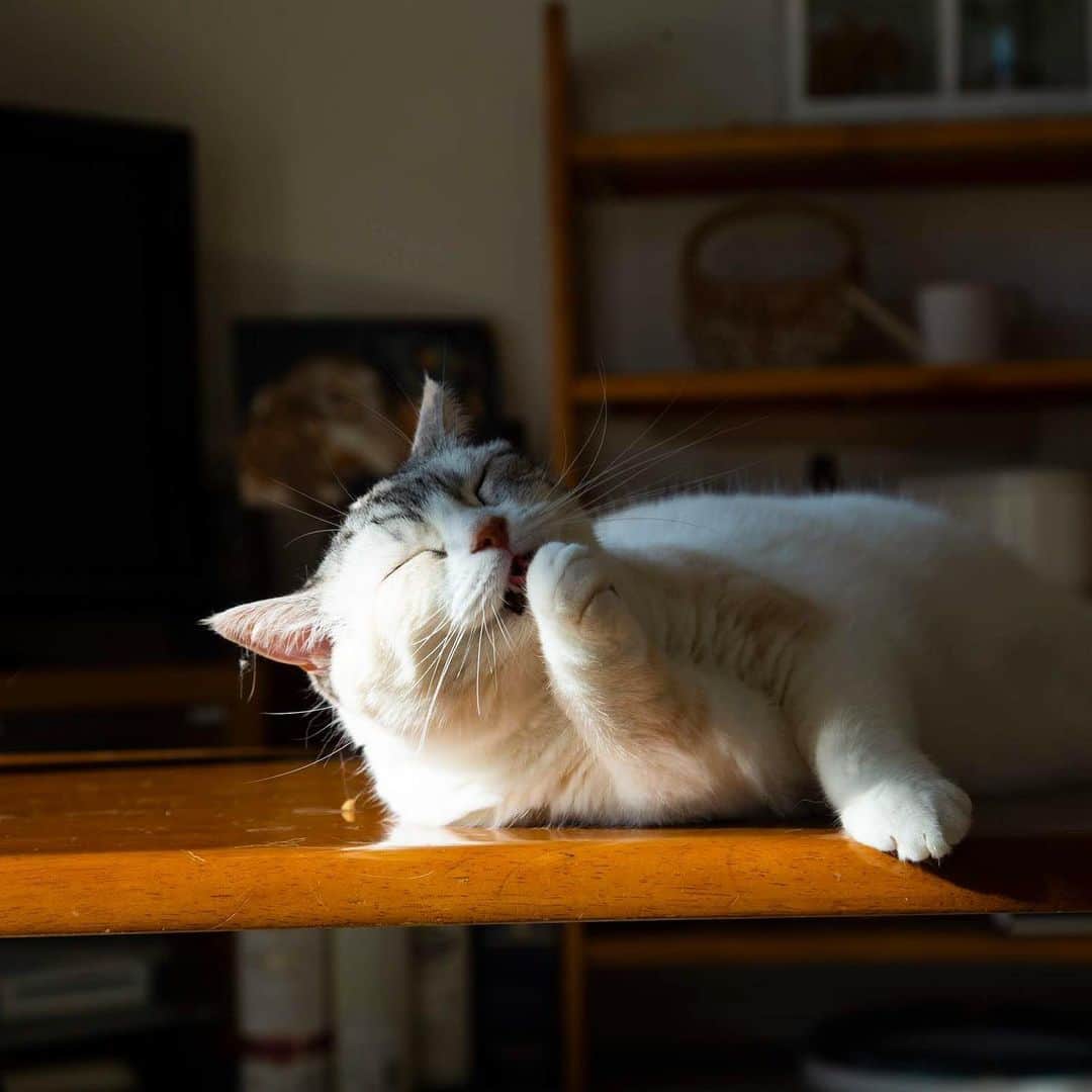 ホタテ＆クラム＆シラスのインスタグラム：「食後のお手入れ　#cat #neko #ScottishFold #猫 #ねこ #スコティッシュフォールド #catstagram #instagram #instagramjapan #ig_japan #igersjp」
