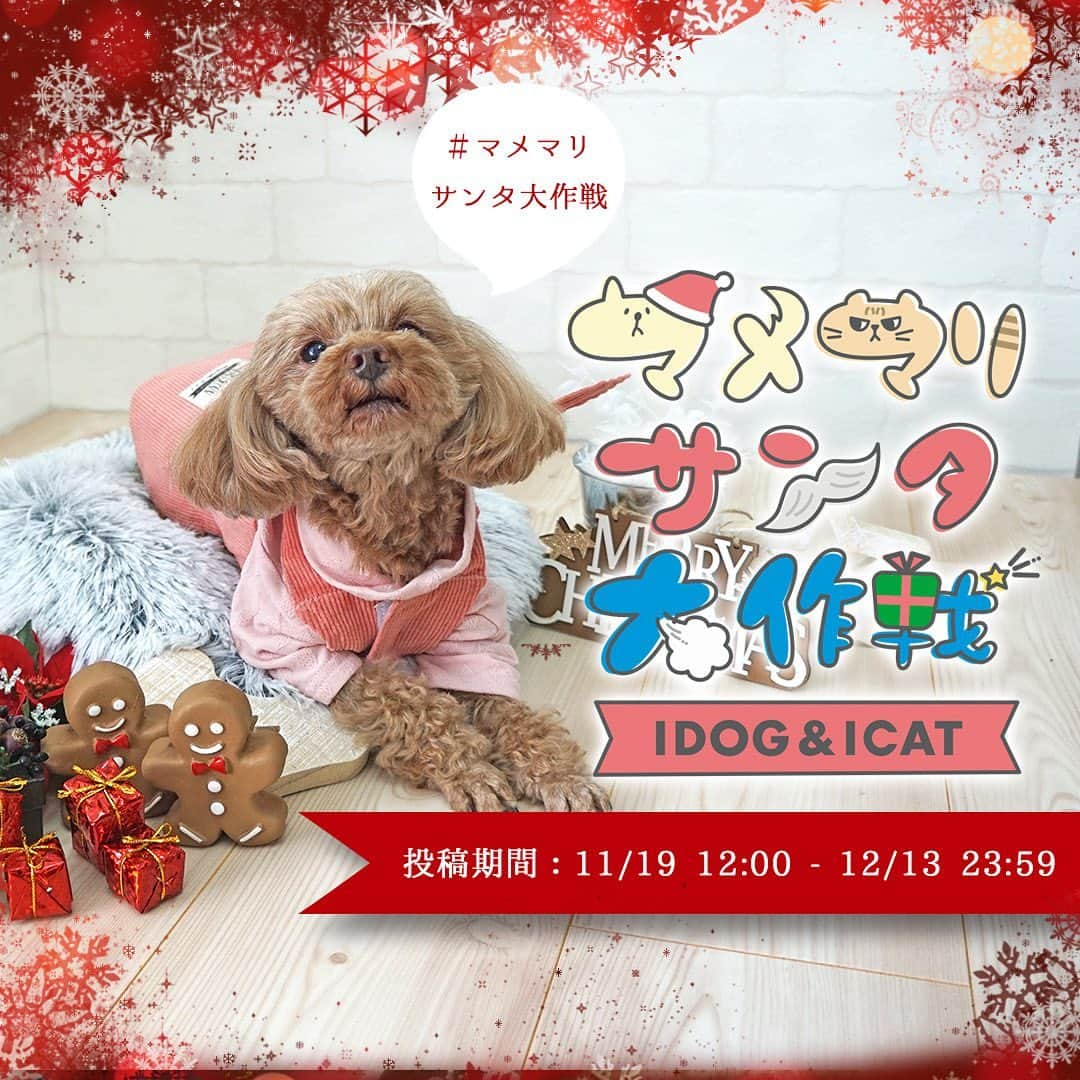 iDog&iCatさんのインスタグラム写真 - (iDog&iCatInstagram)「🎄 IDOG&ICATクリスマス限定フォトコンテスト★マメマリサンタ大作戦☆を開催中！ * IDOG&ICATではクリスマスにちなんだフォトコンテストを中です！ 受賞者にはIDOG&ICATの社犬・社猫達がクリスマスプレゼントをご用意♪ それぞれの社犬・社猫達が好きなものを詰め込みました。 そしてなんとプレゼントの袋には受賞作品をプリントした特別仕様に！ 社犬・社猫達がサンタになって、クリスマスプレゼントをお届けします。 * 愛犬・愛猫のクリスマスベストショットを投稿してくださいね♪ * * 本日は社犬アイちゃんのクリスマスベストショットをお届け🐶 * 『コユキやコマメ、コイチゴが一生懸命みんなのクリスマスプレゼントを考えていたよ🎁🎄⭐️何を入れたのかな～？🎅』 * * 〈応募方法〉 ●お題 【クリスマス】←このお題にふさわしいペットのお写真を1枚ご用意ください。 * 〇IDOG&ICAT公式アカウント（@idogicat）をフォローします 〇お写真投稿には、【#マメマリサンタ大作戦】を付けて投稿するだけでOKです * ※応募の際には ◯愛犬・愛猫のお名前 ◯お写真に対するコメント を付けてくださいね😊 * ●〆切 応募の〆切は【12/13 23:59まで】です。 * 〈注意事項〉 ◯ハッシュタグは付け間違えたり、付け忘れのないようお願い致します。 ◯非公開アカウントでは、投稿が確認できませんので、必ず公開されているアカウントにて投稿お願い致します。 * 皆さまの投稿、お待ちしております😍 * * #IDOGICAT #iDog #iCat #犬 #いぬ #猫 #ねこ #写真コンテスト #犬の服iDog #ペット自慢 #フォトコンテスト #クリスマス #サンタ #世界一可愛い」11月26日 11時51分 - idogicat