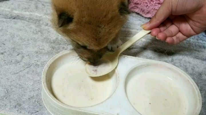 柴犬たま Shibainu Tamaのインスタグラム