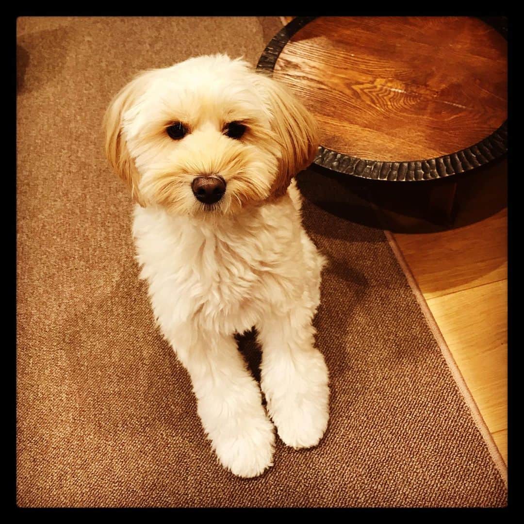 北山陽一のインスタグラム：「犬友の名前を聞いた時の顔。会いたいですっていうお座り。#きたやまおもち」