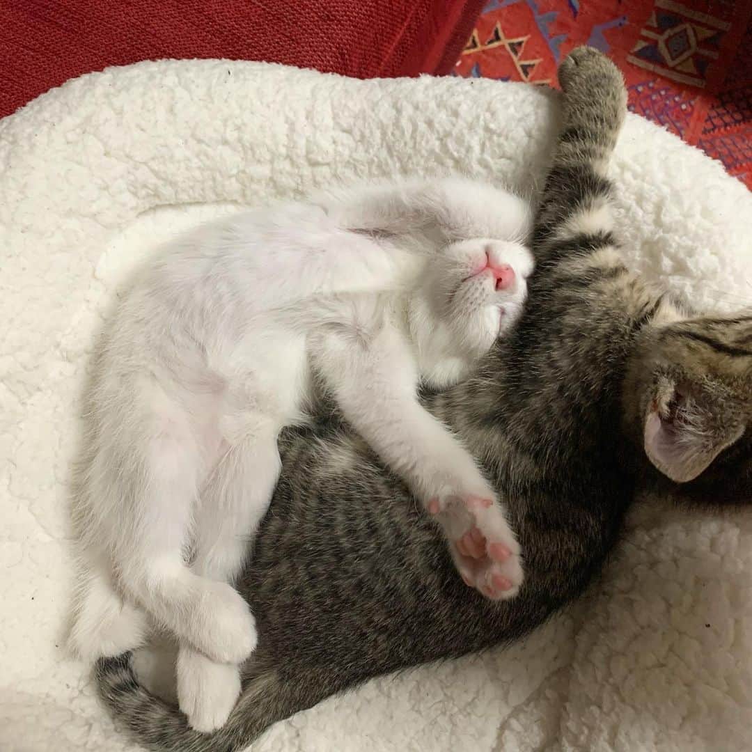 Chiakiさんのインスタグラム写真 - (ChiakiInstagram)「ごま🐱しお 可愛い〜💓 ⑤枚目、しおちゃんの顔ヤバイことなってる😹笑 ･ #ごましお #猫スタグラム #ごましおスタグラム #猫 #猫のいる暮らし」11月26日 13時07分 - chianyanchu