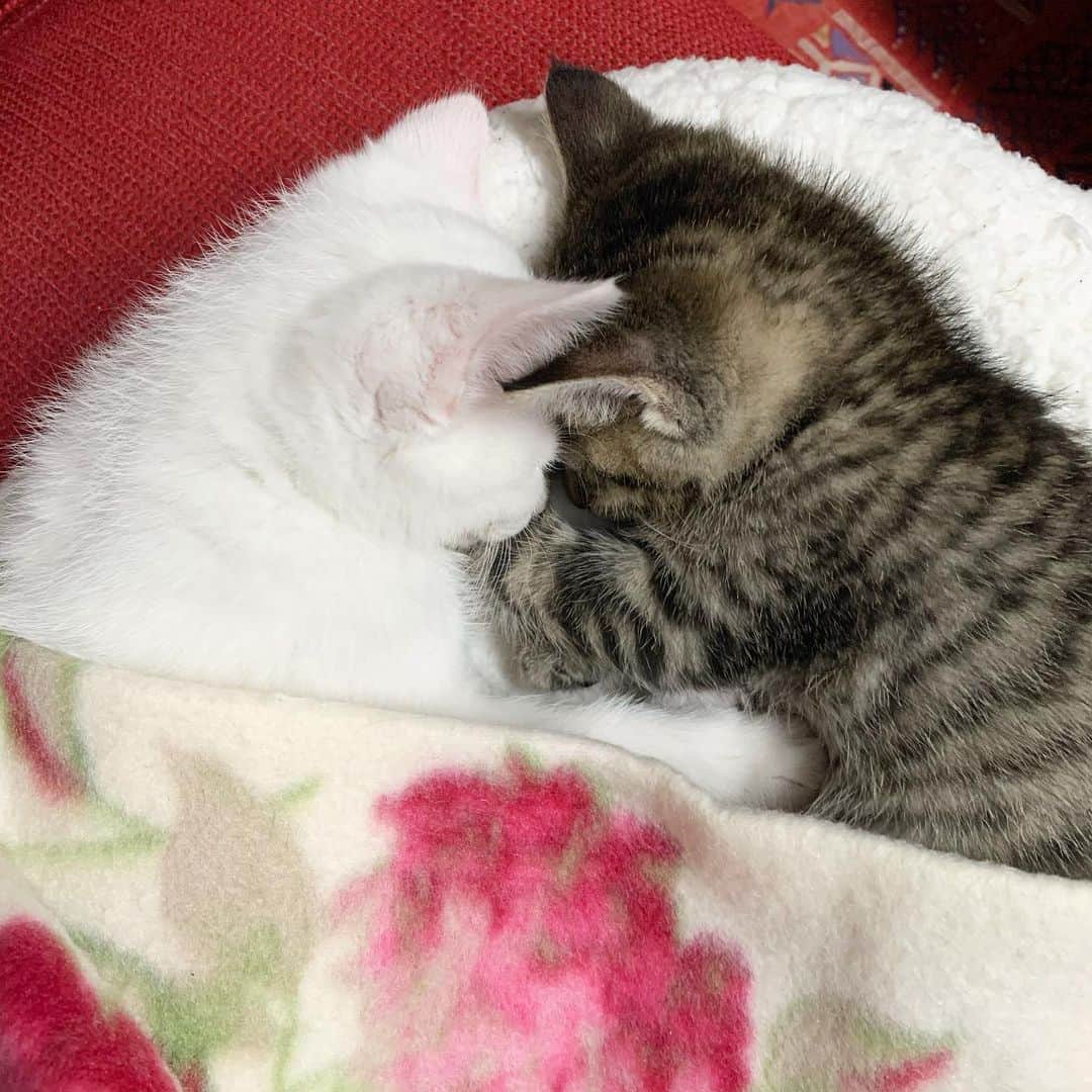 Chiakiさんのインスタグラム写真 - (ChiakiInstagram)「ごま🐱しお 可愛い〜💓 ⑤枚目、しおちゃんの顔ヤバイことなってる😹笑 ･ #ごましお #猫スタグラム #ごましおスタグラム #猫 #猫のいる暮らし」11月26日 13時07分 - chianyanchu