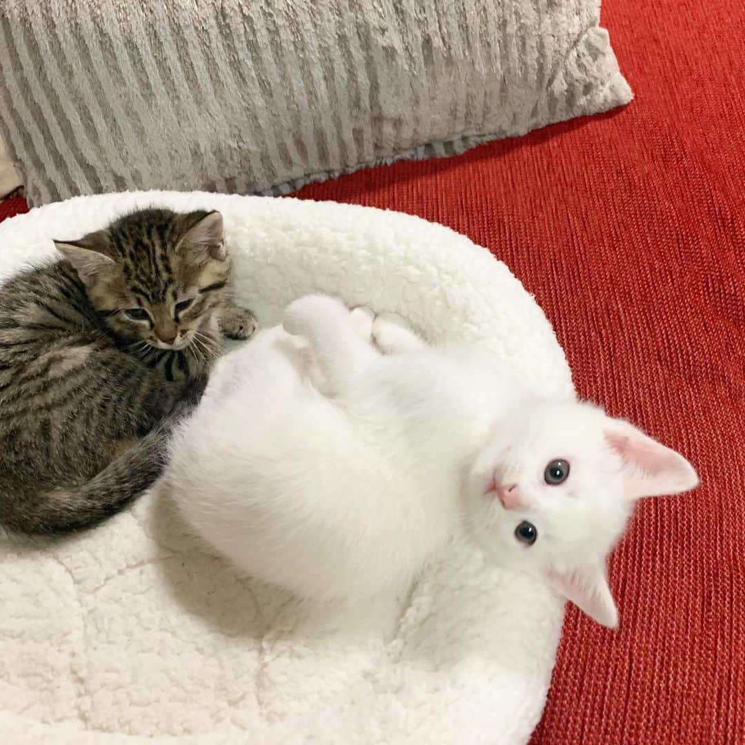 Chiakiさんのインスタグラム写真 - (ChiakiInstagram)「ごま🐱しお 可愛い〜💓 ⑤枚目、しおちゃんの顔ヤバイことなってる😹笑 ･ #ごましお #猫スタグラム #ごましおスタグラム #猫 #猫のいる暮らし」11月26日 13時07分 - chianyanchu