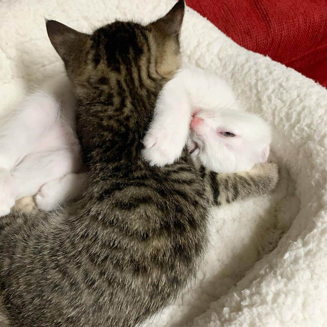 Chiakiさんのインスタグラム写真 - (ChiakiInstagram)「ごま🐱しお 可愛い〜💓 ⑤枚目、しおちゃんの顔ヤバイことなってる😹笑 ･ #ごましお #猫スタグラム #ごましおスタグラム #猫 #猫のいる暮らし」11月26日 13時07分 - chianyanchu